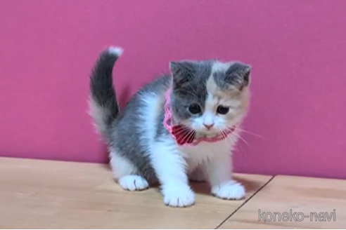 成約済の東京都のスコティッシュフォールド-100750の3枚目